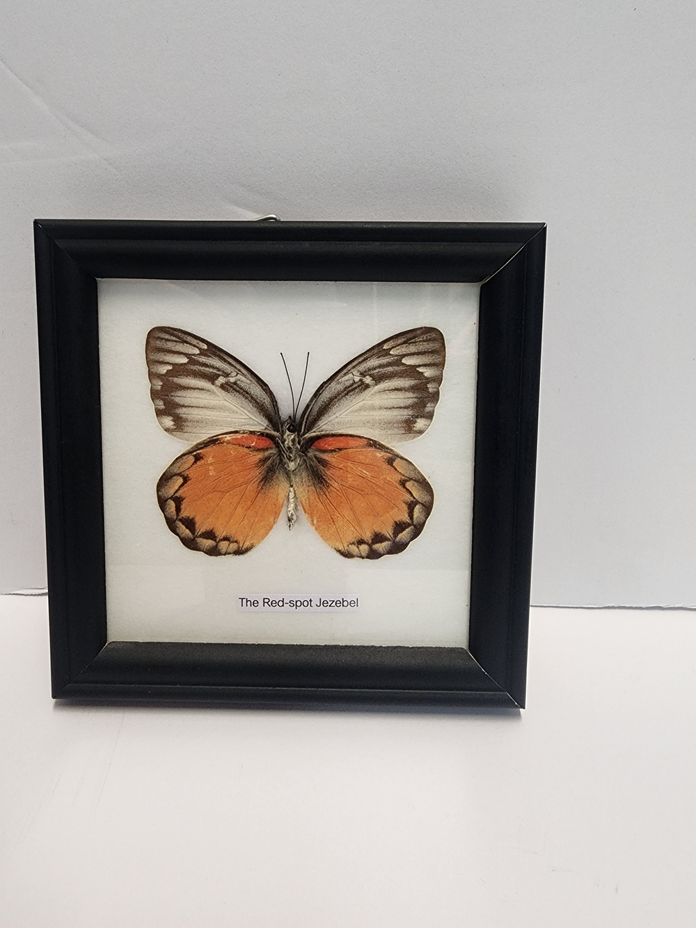Framed  Butterfly The Redspot Jezebel Indonesia